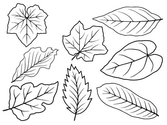 Download Leaf Line Art Illustration - Leaf line art Collection