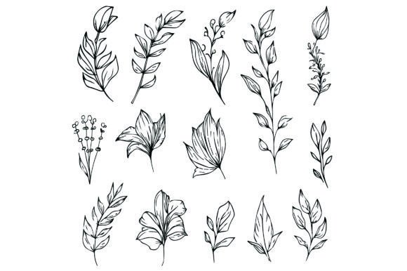 Download Botanical Leaf Line Drawings, Vector Art - Botanical Collection